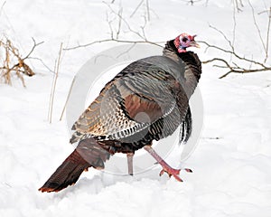 Winter Wild Turkey