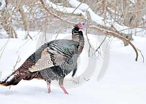 Winter Wild Turkey