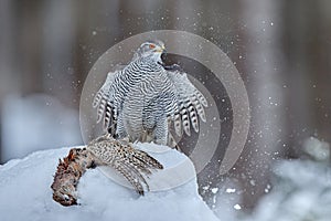Winter wildlife, bird of prey with catch in snow. Animal behaviour in the forest. Bird of prey Goshawk with killed pheasant in the