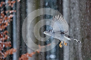 Winter wildlife, bird of prey with catch in snow. Animal behaviour in the forest. Bird of prey Goshawk with killed pheasant in the