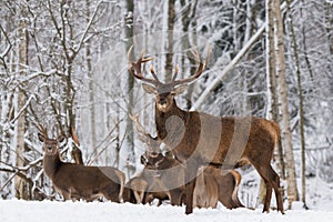 Winter Wildlife Landscape With Great Adult Red Deer Stag Cervus Elaphus At Backround Of Winter Birch Forest. Trophy Stag Close