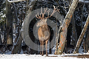 Winter Wildlife Landscape With Great Red Deer (Cervus elaphus). Magnificent Noble Deer On The Edge Of Winter Forest.