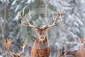 Winter wildlife landscape with noble deers Cervus Elaphus. Deer with large Horns with snow on the foreground and looking at camera