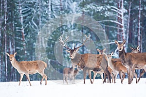 Winter wildlife landscape with noble deers Cervus Elaphus. Many deers in winter. Deer with large Horns with snow on the foreground