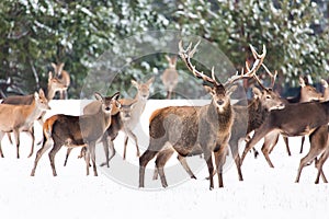 Winter wildlife landscape with noble deers Cervus Elaphus. Many deers in winter. Deer with large Horns with snow on the foreground