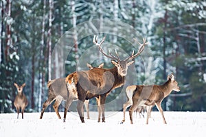 Winter wildlife landscape with noble deers Cervus Elaphus. Many deers in winter. Deer with large Horns with snow on the foreground