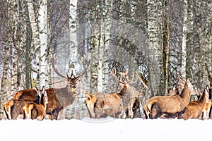 Winter wildlife landscape with noble deers Cervus Elaphus. Many deers in winter. Natural habitat. Winter Christmas image
