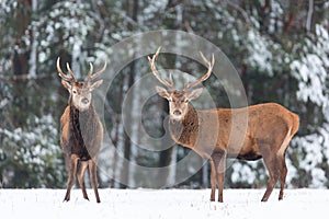 Winter wildlife landscape. Noble deers Cervus Elaphus. Two deers in winter forest. Deer with large Horns with snow looking at came