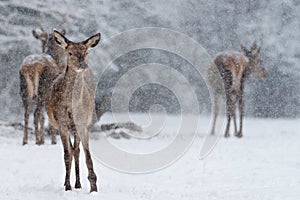 Winter Wildlife Landscape With Small Herd Of Noble Deer Cervus elaphus. Doe Deer During Snowfall. Winter Wildlife Landscape With