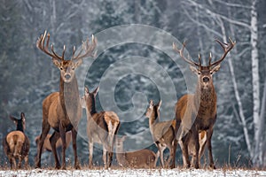 Winter Wildlife Landscape With Two Noble Deer.Noble Deer With Large Branched Horns On The Background Of A Snow-Covered Birch Fores