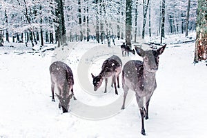 Winter wildlife landscape with young deer.