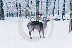 Winter wildlife landscape with young deer.