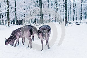 Winter wildlife landscape with young deer.