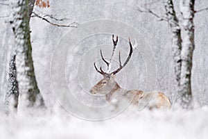 Winter wildlife. Red deer, Cervus elaphus, big animal in the nature forest habitat. Deer in the oak trees mountain, Studen