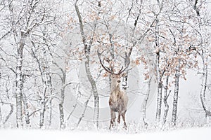 Winter wildlife. Red deer, Cervus elaphus, big animal in the nature forest habitat. Deer in the oak trees mountain, Studen