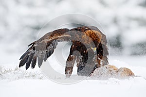 Winter wildlife scene from nature. Golden Eagle with catch hare in snowy winter, snow in the forest habitat. Storm with bird and f