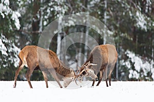 Winter wildlife. Two young noble deers Cervus elaphus playing and fighting with their horns in snow near winter forest.