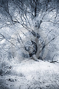 Winter Willow
