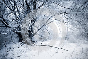 Winter Willow
