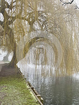 Winter willow tree and foggy lake