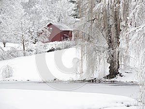 Winter Willow Tree and Little Red Barn in Snow