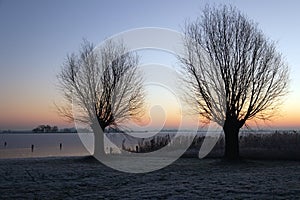 Winter Willow trees