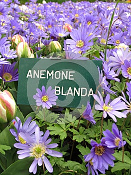 Winter windflowers, purple blue daisy-like flowers, vertical photo in garden, plant name table Anemone blanda.