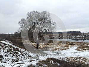 Winter. Winter landscape. Tree in the snow