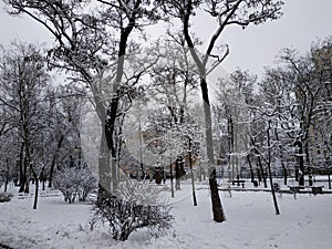 Winter. Winter landscape. Winter city. Trees in the snow. Snowy streets. Park in the snow. Snow on city roads, trees, benches.