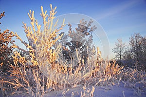 winter, winter-tide, winter-time