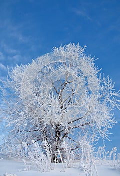 winter, winter-tide, winter-time