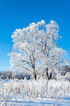 winter, winter-tide, winter-time