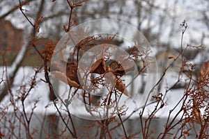 Winter wisted leaves from frost