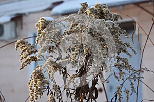 Winter wisted leaves from frost