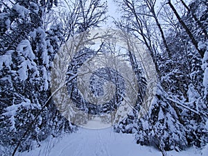 Winter Wonder Land in the forest