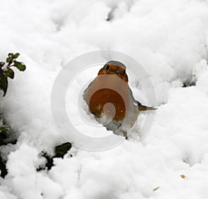 Snow White Robin Red Breast