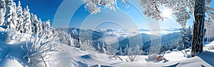 Winter Wonderland in Black Forest: Snowy Landscape with Frozen Tree Branch and Icicles under Blue Sky - Panoramic View