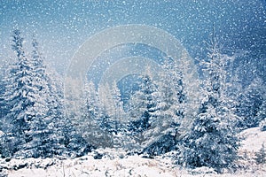 winter wonderland - Christmas background with snowy fir trees in