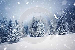 winter wonderland - Christmas background with snowy fir trees in