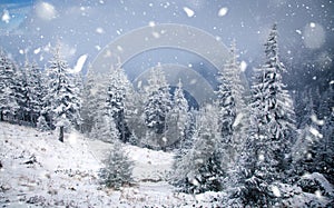 winter wonderland - Christmas background with snowy fir trees in