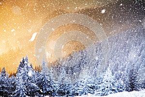 winter wonderland - Christmas background with snowy fir trees in