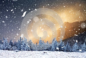 winter wonderland - Christmas background with snowy fir trees in