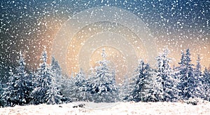 winter wonderland - Christmas background with snowy fir trees in