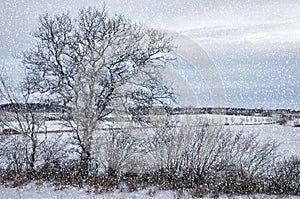 Winter Wonderland Countryside