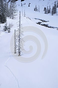 Winter wonderland with deep ski tracks, tall conifers, black stream