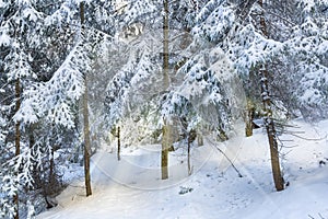 Winter wonderland forest