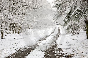 winter wonderland in forest