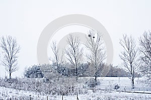 Winter Wonderland:  forests and fields. 