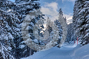 Winter wonderland, freshly snow-covered trees with a winter hiking trail. Swiss mountain landscape in Davos,toboggan run