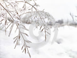 Winter Wonderland With Frost-Covered Grass and Snowy Backdrop. Frost clings to grass on a snowy field